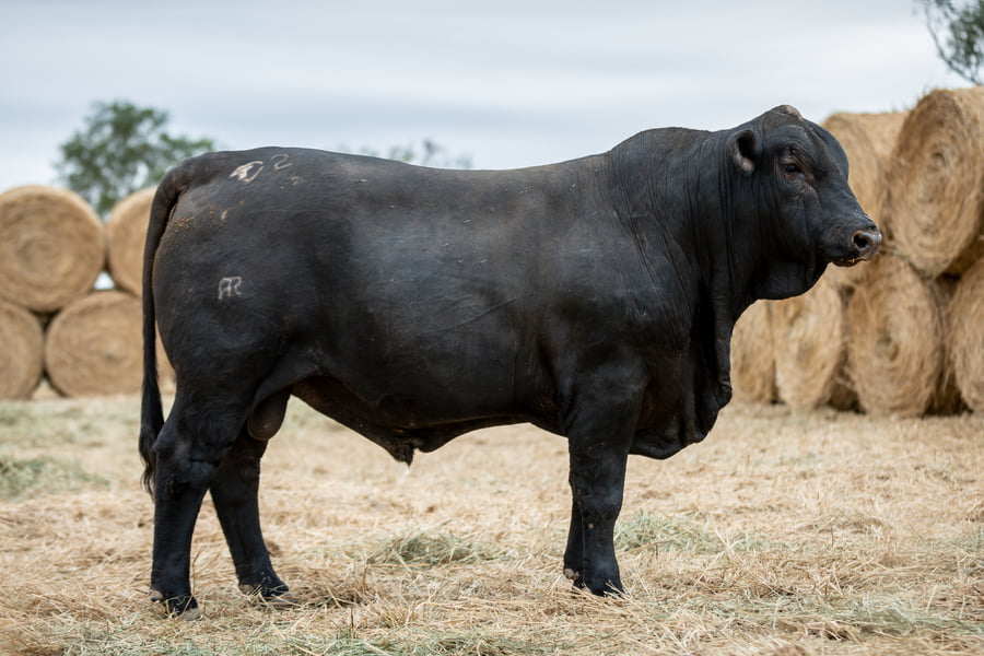 Lote Reproductores Altohondo - Lote 57