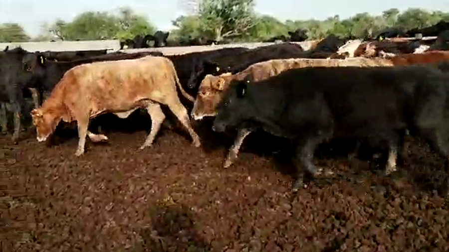 Lote 260 Novillitos en Margarita Belén, Chaco