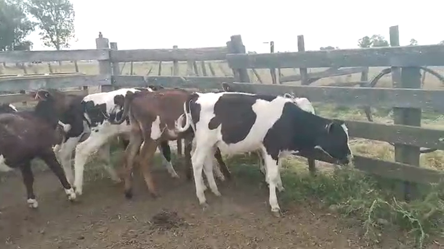 Lote 10 Terneras Holando