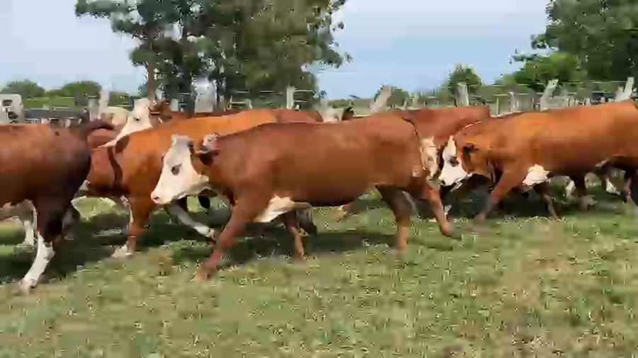 Lote 50 Vaquillonas preñadas