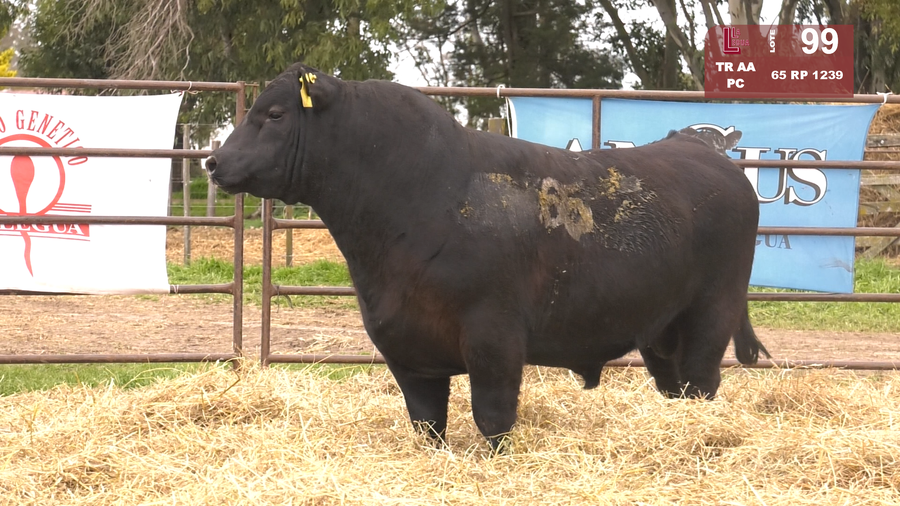 Lote TOROS ANGUS NEGROS  PC