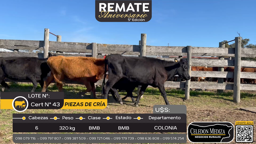 Lote 6 Piezas de cría en El Cuadro, Colonia