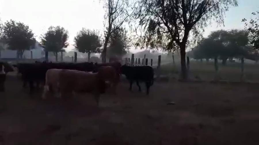 Lote 110 Terneros/as Cruzas Británicas en Helvecia, Santa Fe