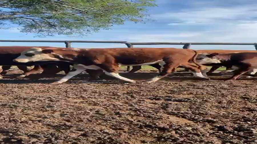 Lote 110 Terneros/as