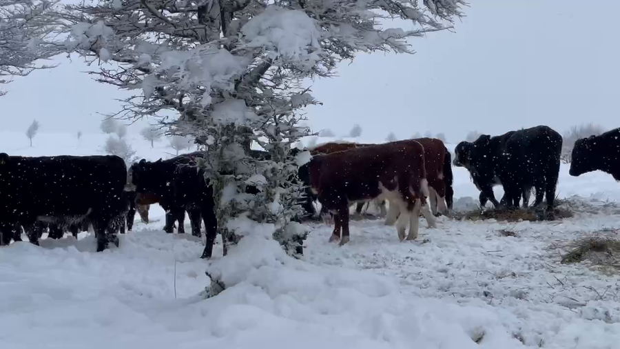 Lote 60 Ternero en Coyhaique, XI Región Aysén