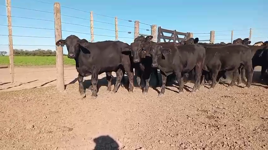 Lote 35 Novillos