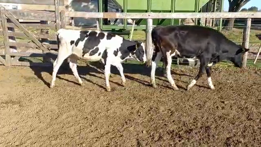 Lote Terneras - Mapero