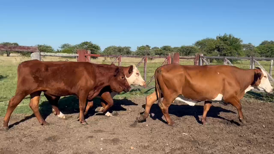 Lote 3 Vacas Conserva