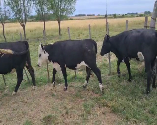 Lote 9 Vaquillonas