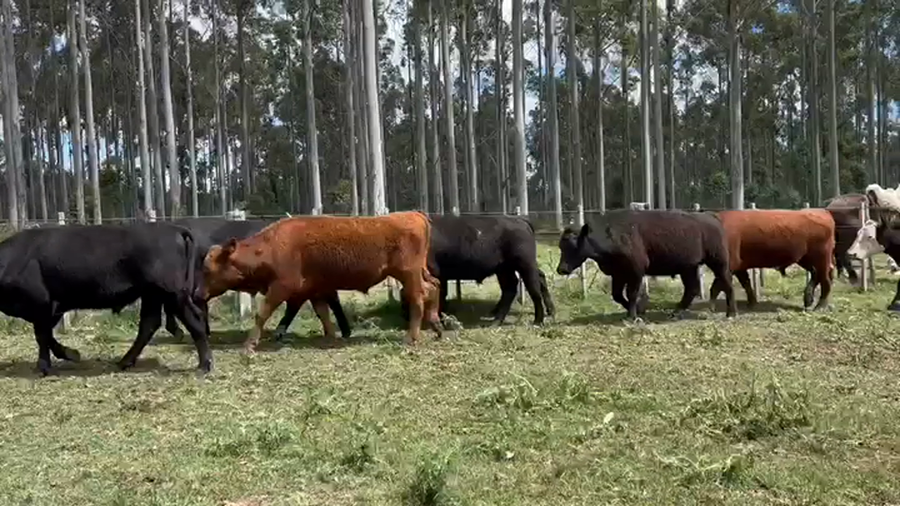 Lote NOVILLOS FORMADOS