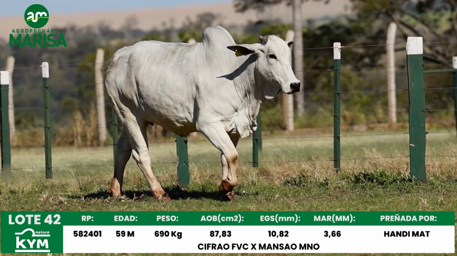 Lote Lote 42