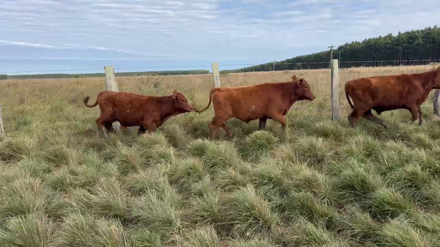Lote 125 Terneros en Corrientes, Paso de Los Libres
