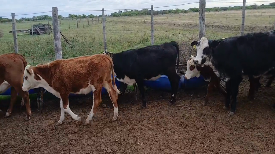 Lote 29 Terneras
