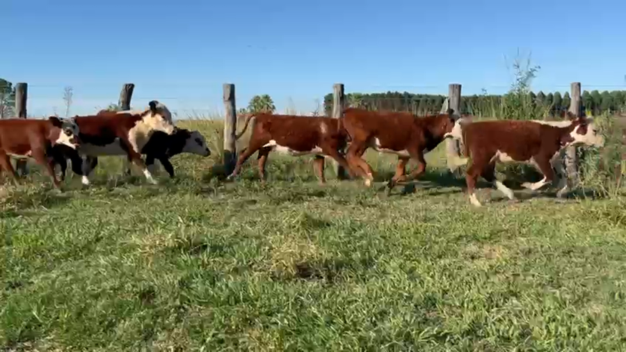 Lote 150 Terneros/as