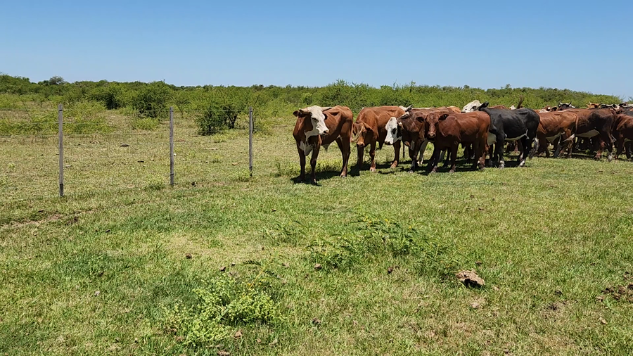 Lote 75 Novillos en Esquina, Corrientes