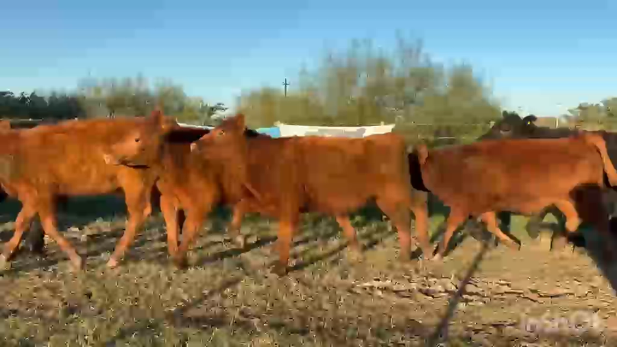 Lote 65 Terneros
