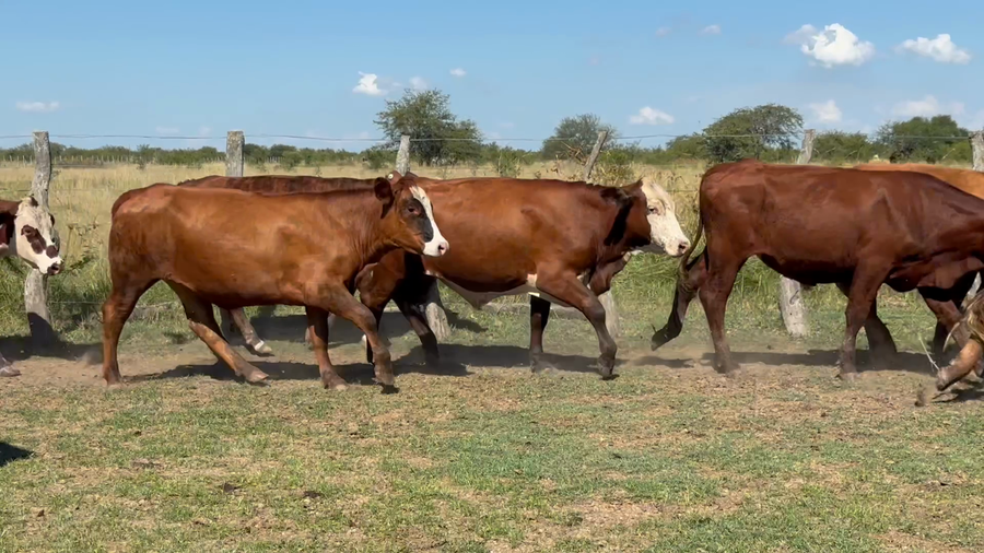 Lote 85 Novillos en Corrientes, Mercedes