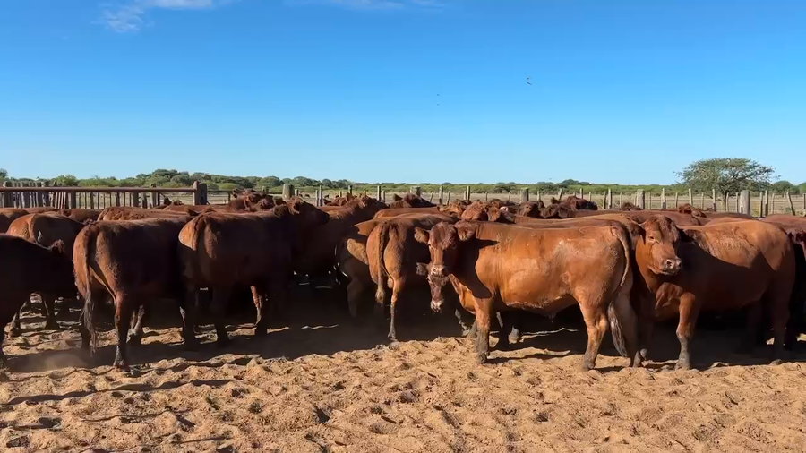 Lote 33 Novillos
