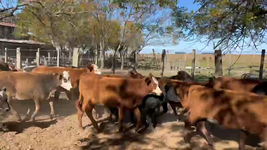 Lote 130 Terneros/as en Corrientes, Paso de Los Libres