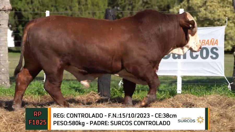 Lote TOROS BRAFORD 2023