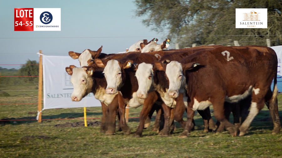 Lote LOTE 54/55 - VAQUILLAS BRAFORD GENERALES – PREÑADAS  IATF