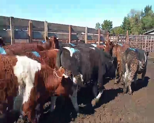 Lote 17 Novillo Gordo en Los Ángeles, VIII Región Biobío