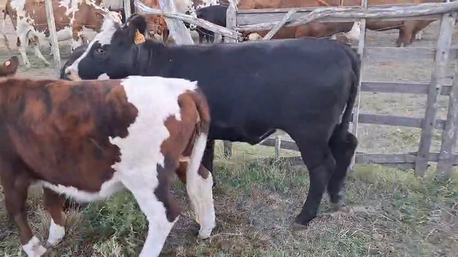 Lote Terneras cruza angus