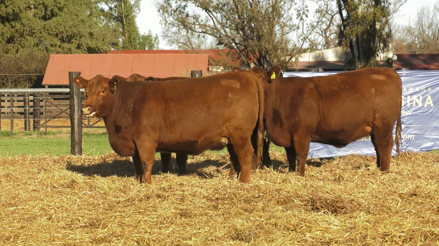Lote VAQUILLONAS ANGUS PURO CONTROLADAS PREÑADAS PARICION PRIMAVERA