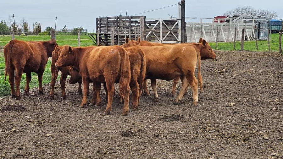 Lote 22 Vaquillonas P/ entorar en Concepción del Uruguay, Entre Ríos