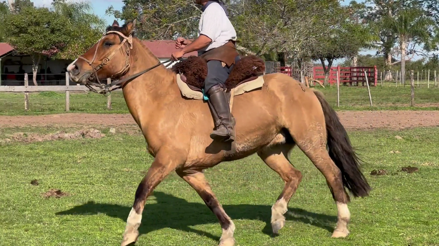 Lote 1 Montados en Corrientes, Curuzú-Cuatiá