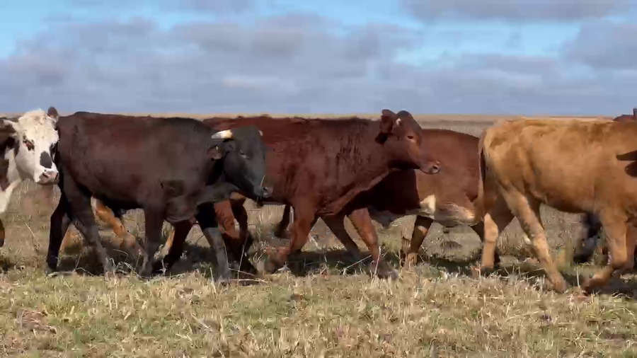 Lote 51 Novillos en Corrientes, Mercedes