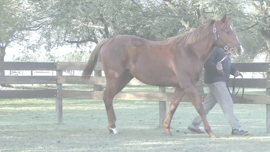 Lote POBRE CORAZON (COSMIC TRIGGER -  INCA SOLEADA)