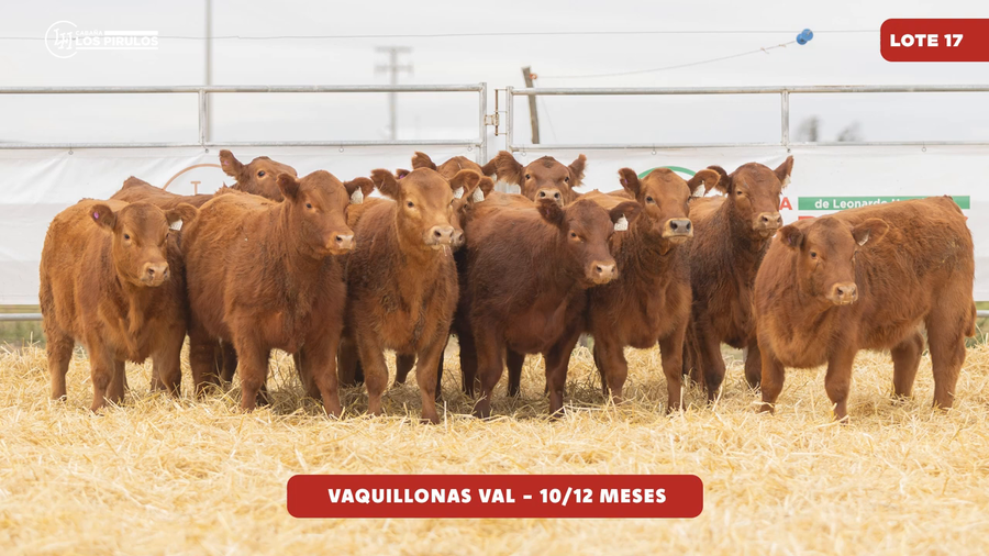 Lote VAQUILLONAS V.A.L. - 10/11 meses