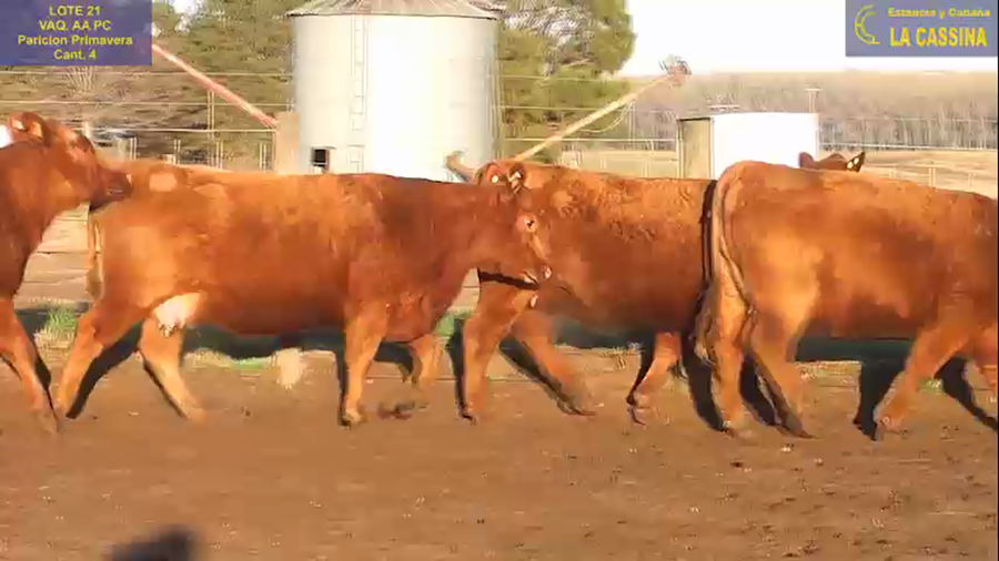 Lote VAQUILLONAS ANGUS PC PARICION AGO/SEP/OCT