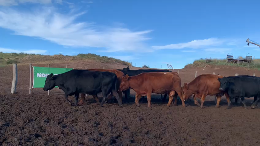 Lote 32 Vacas de invernar en Coronel Rosales