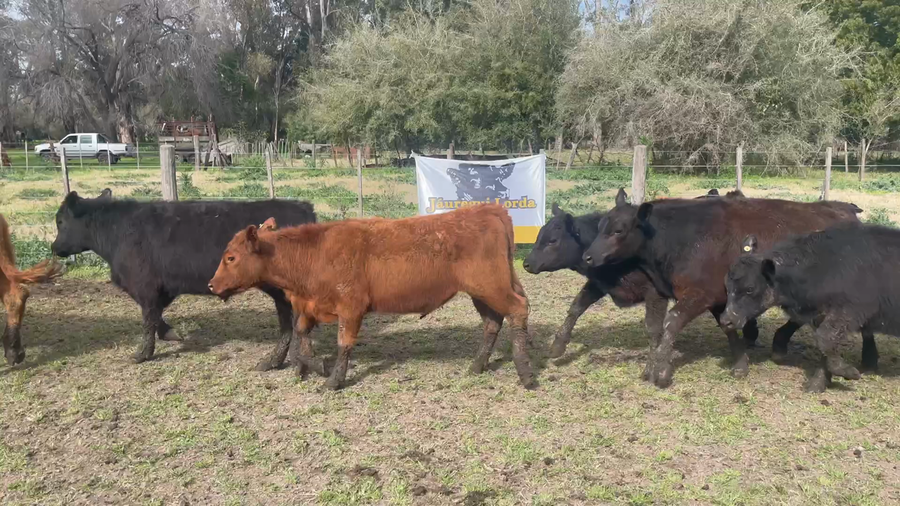 Lote 99 Terneros en Chascomús, Buenos Aires