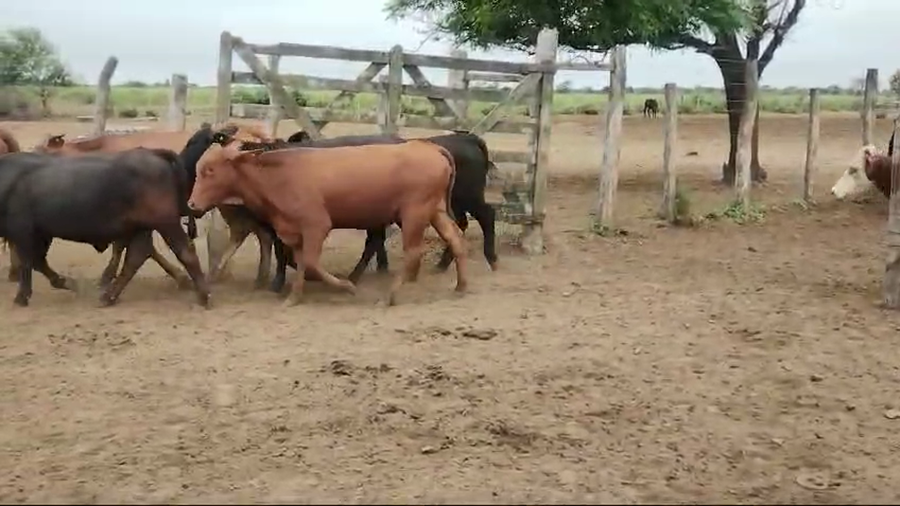Lote 50 Vaquillonas en Vilelas, Santiago del Estero