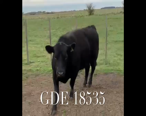 Lote 1 Toros en Punta Indio, Buenos Aires