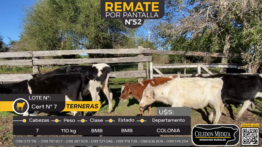Lote 7 Terneras en Artilleros, Colonia