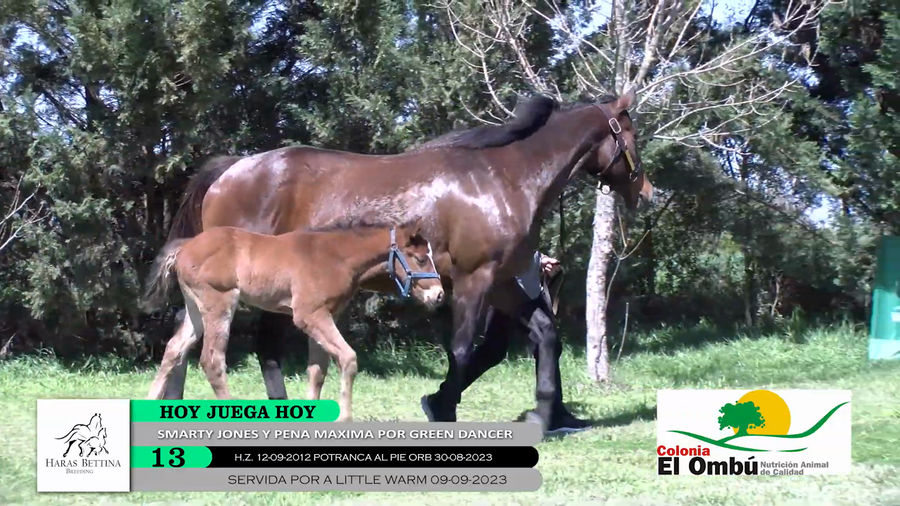 Lote HOY JUEGA HOY
