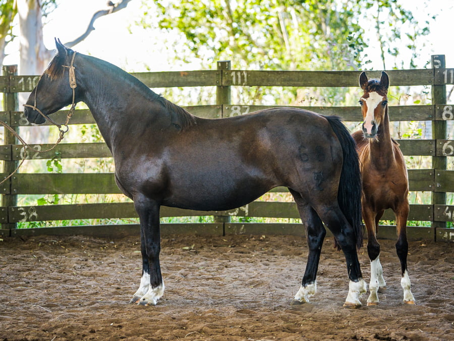 Lote ORACIÓN RICACHONA