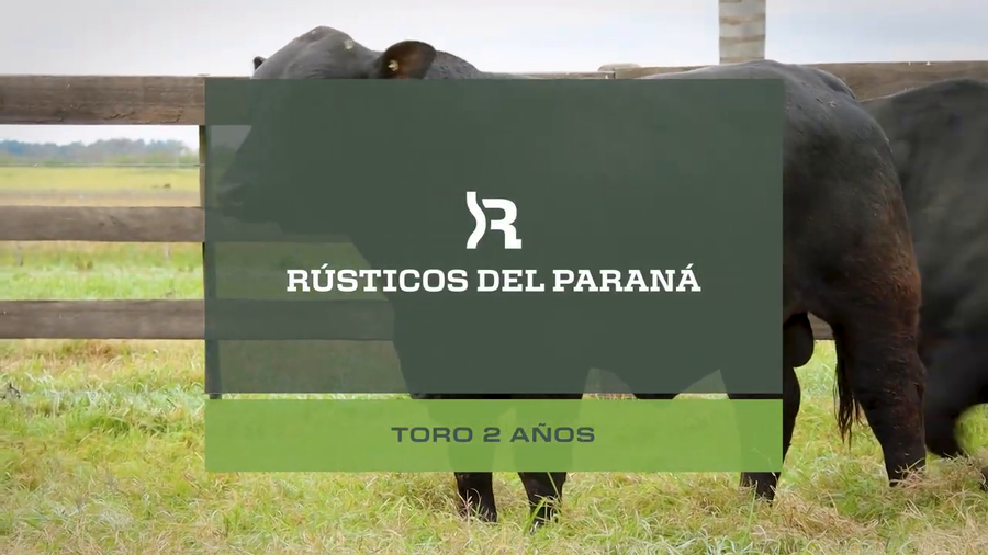 Lote Toros