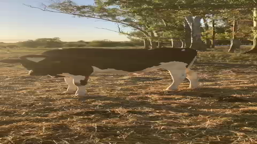 Lote 1 Novillo Holando