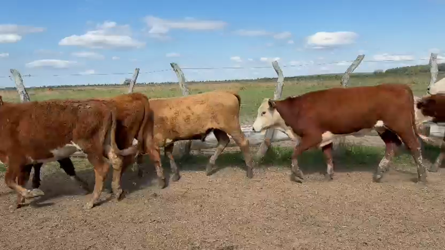 Lote 100 Terneros/as