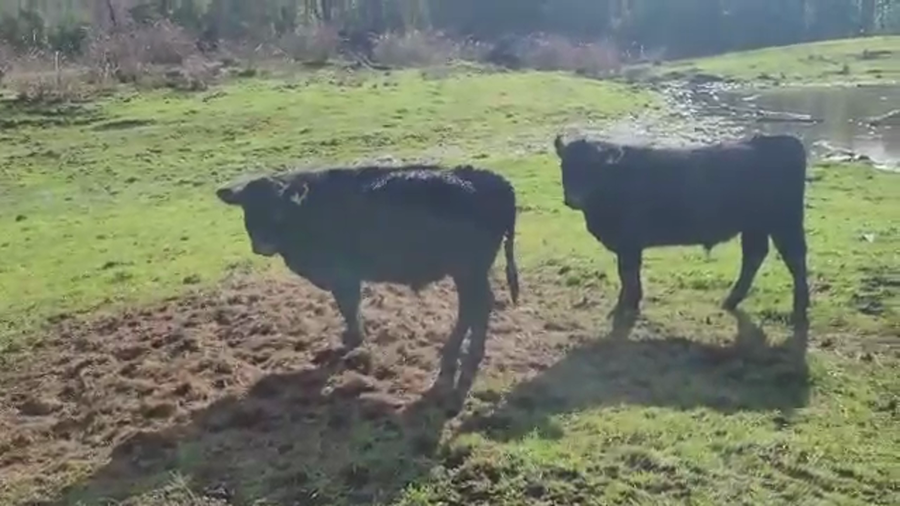 Lote 60 Ternero en Panguipulli, XIV Región Los Ríos