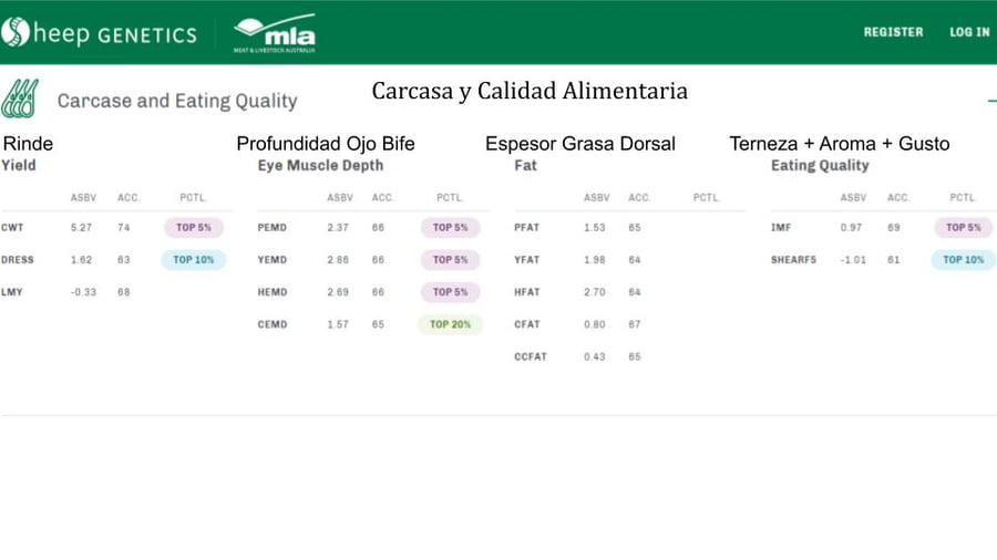 Lote Carnero TOP A, 18-0089