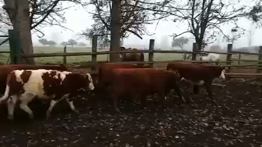 Lote 45 Ternero en Curicó, VII  Región Maule