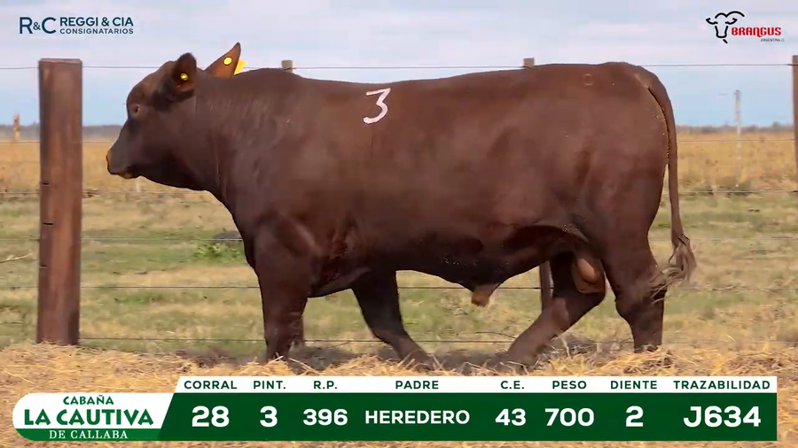 Lote TOROS BRANGUS PPC Cabaña La Cautiva