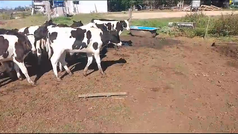 Lote terneros hol 12