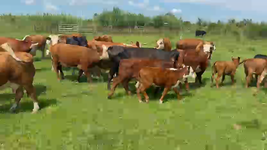 Lote 44 Vacas con Cría  en Entre Ríos, Chajarí